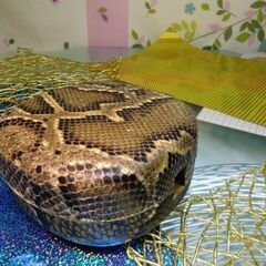 25.000円　沖縄三線専用　盛嶋開鐘チーガ蛇皮本張り　完成品でお届けの画像