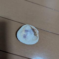 海で拾った貝殻の画像