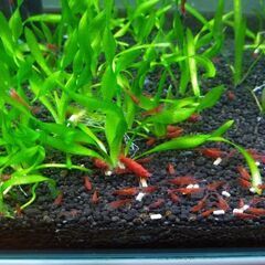 🦐レッド チェリーシュリンプ 30匹の画像