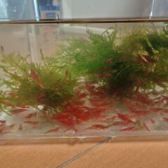 🦐レッド チェリーシュリンプ 30匹の画像