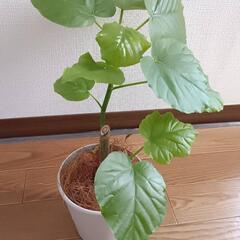【観葉植物】ウンベラータの画像