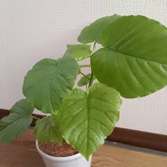 【観葉植物】ウンベラータの画像