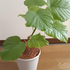 【観葉植物】ウンベラータの画像