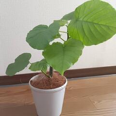 【観葉植物】ウンベラータの画像