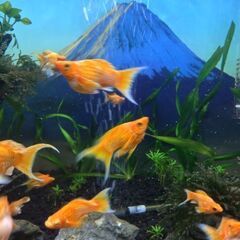 ゴールデン モーリーの画像