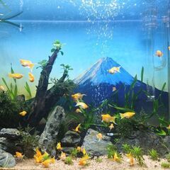 ゴールデン モーリーの画像