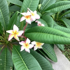 プルメリア苗　の画像