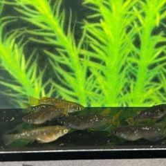 決まりました🙇‍♂️オランジェ成魚7匹セット‼️【MARUEメダカ】の画像