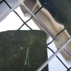 珍種‼️ピカピカグリーンの卵‼️🐟の画像