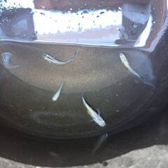 みゆきメダカ　若魚　約１０匹の画像