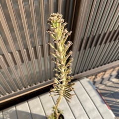 【無料】カランコエ　多肉植物の画像