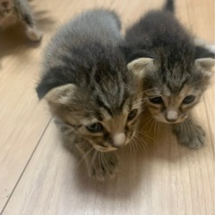 子猫里親募集 3匹