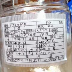 オオクワガタ　ノセYG　メス単品　48.6mmの画像