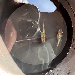 琥珀ラメめだか(7匹)の画像
