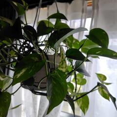 観葉植物🪴ポトスの画像