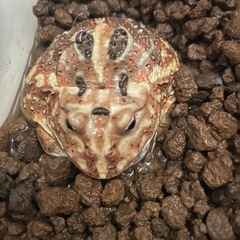 クランウェルツノガエルの画像