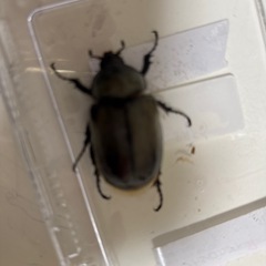 グラントシロカブトの画像