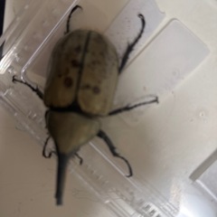 グラントシロカブトの画像
