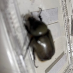 グラントシロカブトの画像