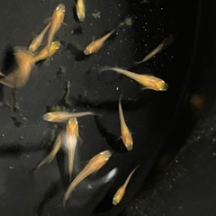 紅帝楊貴妃メダカ若魚の画像