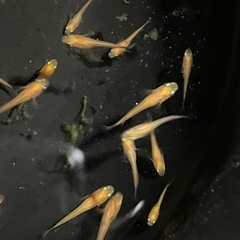 紅帝楊貴妃メダカ若魚の画像