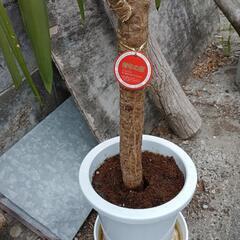 観葉植物の画像