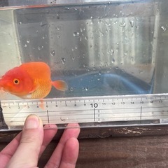 らんちゅう　二歳魚の画像