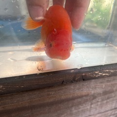 らんちゅう　二歳魚の画像