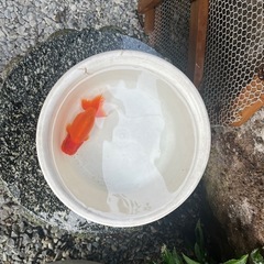 らんちゅう　二歳魚の画像