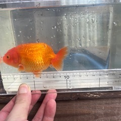 らんちゅう　二歳魚の画像