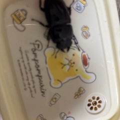 ダイオウヒラタクワガタの画像