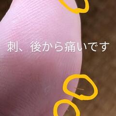 サボテン 黄金司？の画像