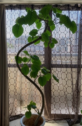 フィカスウンベラータ