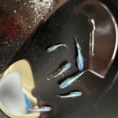 ネプチューンめだかの画像