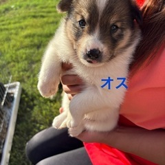 里親さん募集🐶
