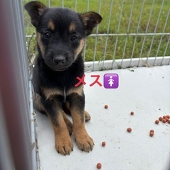 里親さん募集🐶