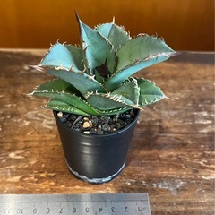 アガベ　オテロイ　2の画像