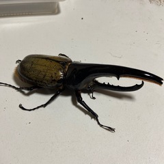 ヘラクレスオオカブト角折れ♂単品の画像
