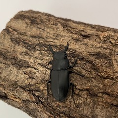 アマミシカクワガタの画像