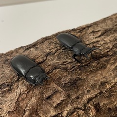 アマミシカクワガタの画像