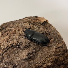 アマミシカクワガタの画像