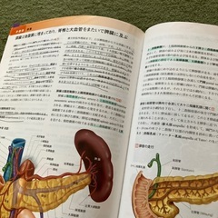 人体の正常構造と機能の画像