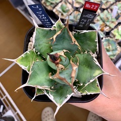 🟣写真更新🟣アガベ【阿修羅】中株🍀バンド厚めの画像