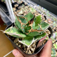 🟣写真更新🟣アガベ【阿修羅】中株🍀バンド厚めの画像