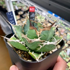 🟣写真更新🟣アガベ【阿修羅】中株🍀バンド厚めの画像