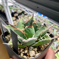 🟣写真更新🟣アガベ【阿修羅】中株🍀バンド厚めの画像