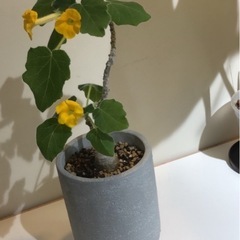 観葉植物　ウンカリーナ　の画像