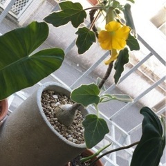 観葉植物　ウンカリーナ　の画像