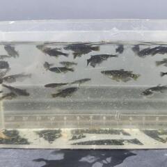 ヤマタノオロチ×妲己(選外)8匹600円の画像