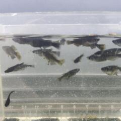 ヤマタノオロチ×妲己(選外)8匹600円の画像